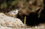 Western Rock-Nuthatch (Sitta neumayer)