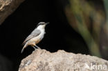 Western Rock-Nuthatch (Sitta neumayer)