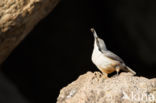 Western Rock-Nuthatch (Sitta neumayer)