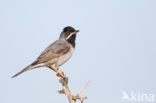 Rueppell s Warbler (Sylvia rueppelli)