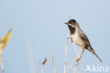 Rueppell s Warbler (Sylvia rueppelli)