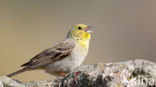 Smyrnagors (Emberiza cineracea)