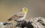 Smyrnagors (Emberiza cineracea)