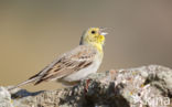 Smyrnagors (Emberiza cineracea)