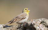 Smyrnagors (Emberiza cineracea)