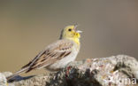 Smyrnagors (Emberiza cineracea)