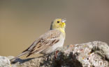 Smyrnagors (Emberiza cineracea)