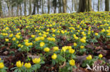 Winter Aconite (Eranthis hyemalis)