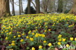 Winter Aconite (Eranthis hyemalis)