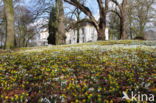 Winter Aconite (Eranthis hyemalis)