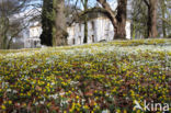 Winter Aconite (Eranthis hyemalis)