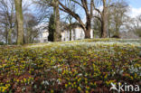 Winter Aconite (Eranthis hyemalis)