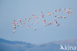 Europese Flamingo (Phoenicopterus ruber roseus)