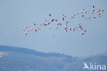 Europese Flamingo (Phoenicopterus ruber roseus)