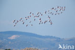 Europese Flamingo (Phoenicopterus ruber roseus)