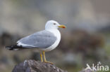 Geelpootmeeuw (Larus michahellis)