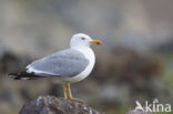 Geelpootmeeuw (Larus michahellis)