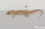 Mediterranean house gecko (Hemidactylus turcicus)