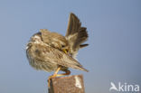 Corn Bunting (Miliaria calandra)