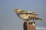 Corn Bunting (Miliaria calandra)