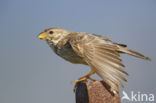 Corn Bunting (Miliaria calandra)