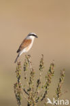 Grauwe Klauwier (Lanius collurio)