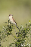 Grauwe Klauwier (Lanius collurio)