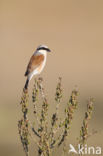 Grauwe Klauwier (Lanius collurio)