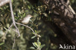 Olive-tree Warbler (Hippolais olivetorum)