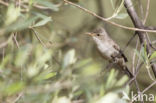 Olive-tree Warbler (Hippolais olivetorum)