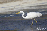 Great White Egret