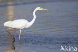 Grote zilverreiger (Casmerodius albus)