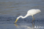 Great White Egret