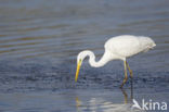 Grote zilverreiger (Casmerodius albus)