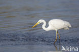 Great White Egret