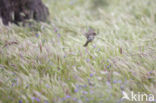 Huismus (Passer domesticus)