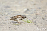 Huismus (Passer domesticus)