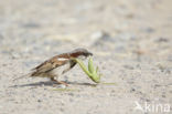 Huismus (Passer domesticus)