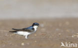 Common House-Martin (Delichon urbicum)