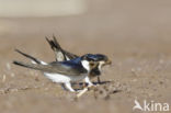 Common House-Martin (Delichon urbicum)