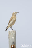 Isabelline Wheatear (Oenanthe isabellina)