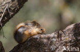 Kaukasuseekhoorn (Sciurus anomalus)