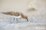 Little Stint (Calidris minuta)