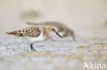 Little Stint (Calidris minuta)