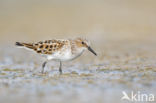 Kleine Strandloper (Calidris minuta)