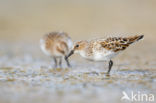 Kleine Strandloper (Calidris minuta)