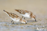 Kleine Strandloper (Calidris minuta)