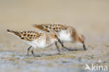 Kleine Strandloper (Calidris minuta)