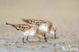 Kleine Strandloper (Calidris minuta)