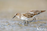 Kleine Strandloper (Calidris minuta)